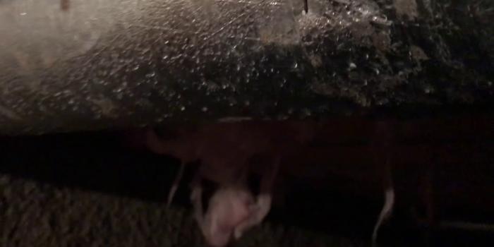 Embedded thumbnail for Moisture Accumulation in a Vented Crawlspace