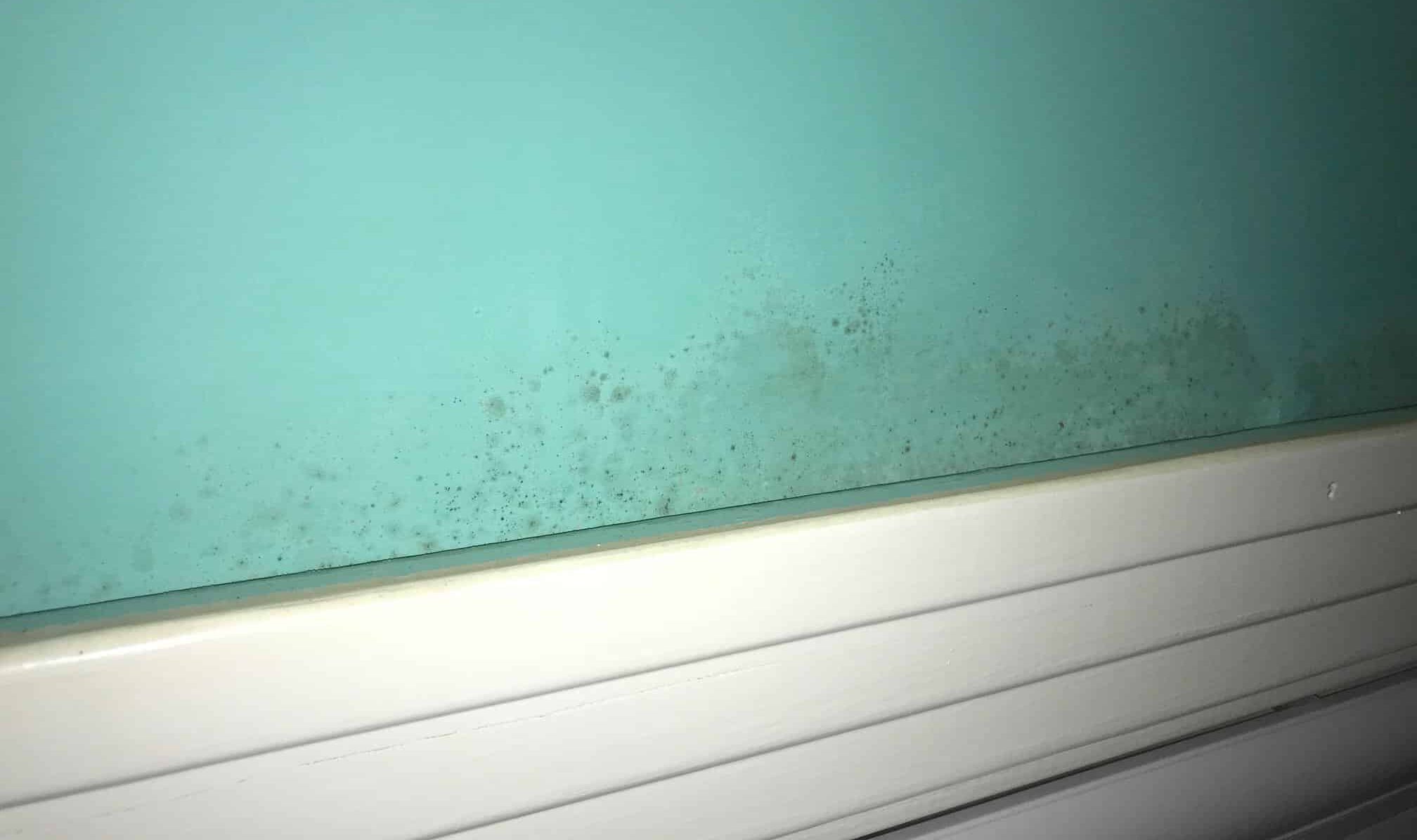 wall with mold growth