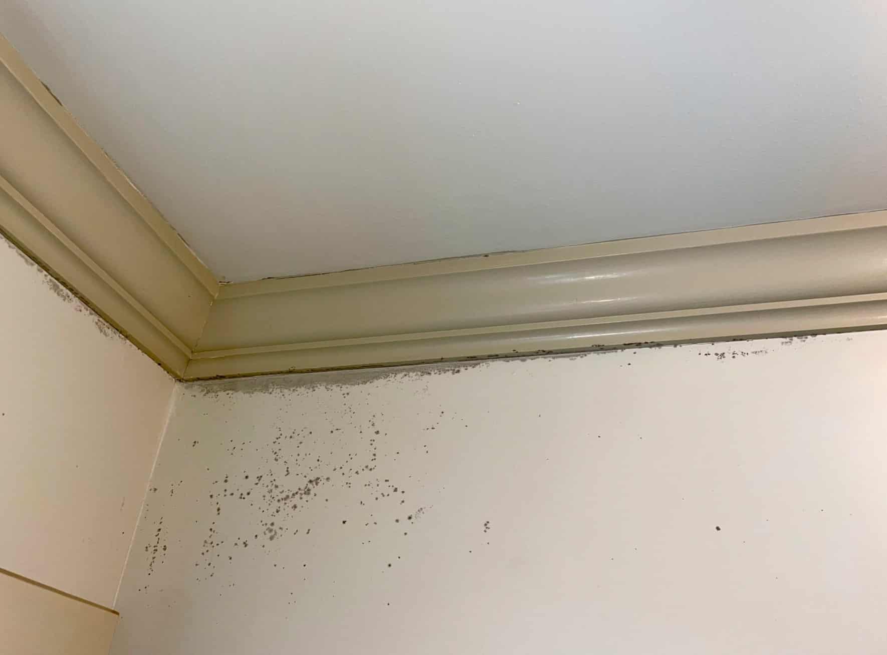 mold growth on the walls
